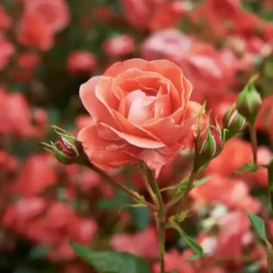 Аромаолія Bohemian Rose (Богемська троянда)