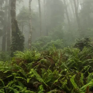 Аромаолія Fog and Fern (Туман та папороть)