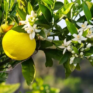 Аромаолія Yuzu Blossom (Цвіт юзу)