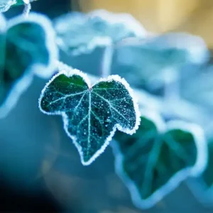 Аромаолія Arctic Ivy (Арктичний плющ)