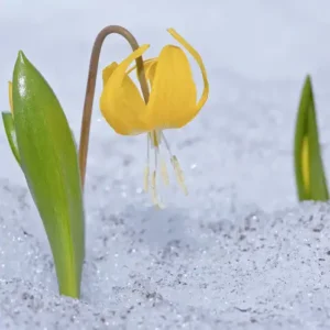 Аромаолія Glacier Lily (Льодова лілія)