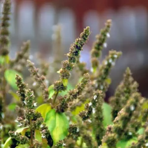 Аромаолія Patchouli (Пачулі)