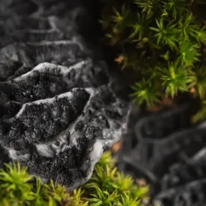 Аромаолія Black Coral and Moss (Чорні корали і мох)