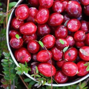 Аромаолія Cranberry Woods (Журавлиновий ліс)