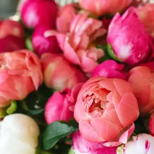 Аромаолія Magnolia and Peony (Магнолія та півонія)