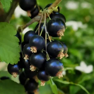 Аромаолія Black Currant and Jasmine (Смородина та жасмин)