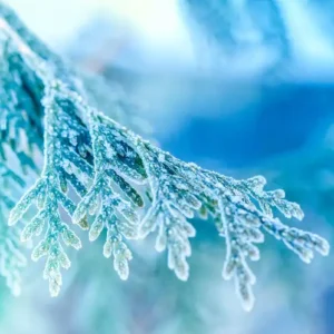 Аромаолія Frosted Juniper (Морозний ялівець)