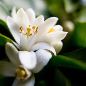 Аромаолія Neroli and White Jasmine (Неролі та білий жасмин)