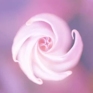 Аромаолія Moonflower Nectar (Нектар місячної квітки)