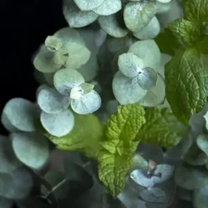 Аромаолія Peppermint and Eucalyptus (М`ята та евкаліпт)