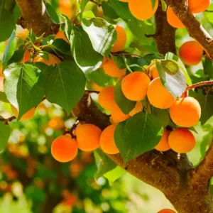 Аромаолія Apricot Grove (Абрикосовий гай)