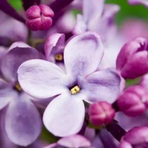 Аромаолія French Lilac (Французський бузок)