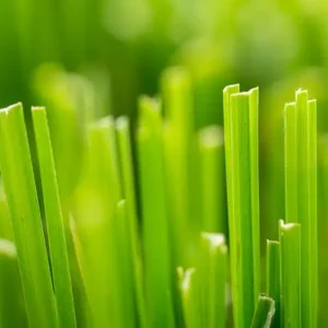 Аромаолія Fresh Cut Grass (Свіжоскошена трава)