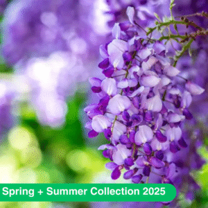 Аромаолія Wisteria Vines (Лоза гліцинії)