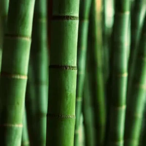 Аромаолія Himalayan Bamboo (Гімалайський бамбук)