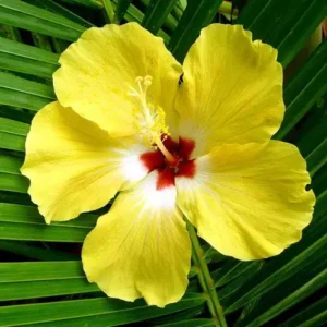 hibiscus-palm-fragrance-oil-web