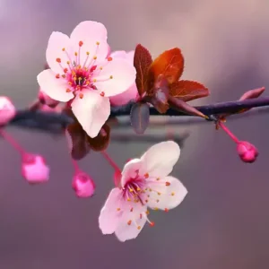 Аромаолія Japanese Cherry Blossom (Цвіт японської вишні)