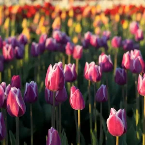 Tulip-Fields