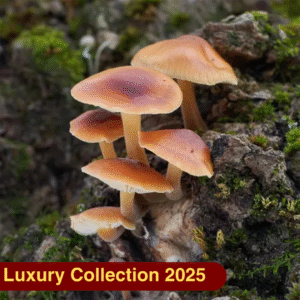 Аромаолія Enoki Forest (Ліс грибів Енокі)