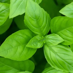 Аромаолія Basil Element (Базилік) - моноаромат