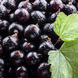 Аромаолія Black Currant Element (Чорна смородина) - моноаромат