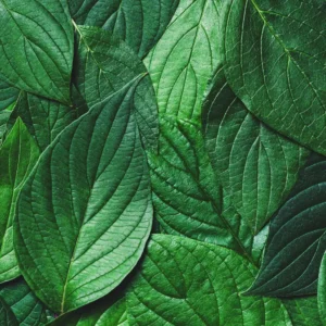 Аромаолія Green Leaves Element (Зелене листя) - моноаромат