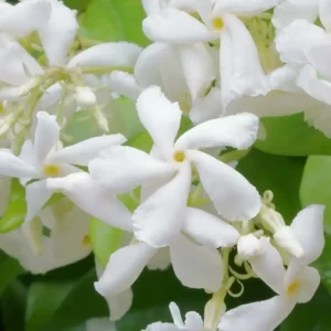 Аромаолія Jasmine Element (Жасмин) - моноаромат