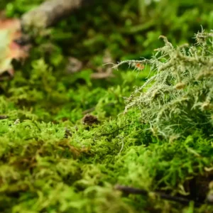 Аромаолія Moss Element (Мох) - моноаромат