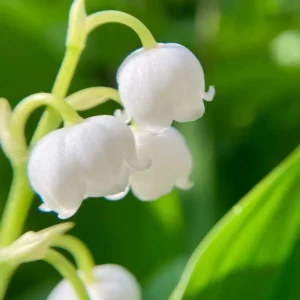 Аромаолія Muguet Element (Конвалія) - моноаромат