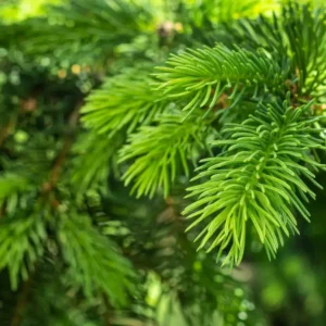 Аромаолія Pine Element (Сосна) - моноаромат