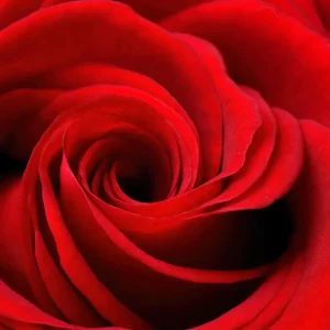 Аромаолія Rose Element (Троянда) - моноаромат