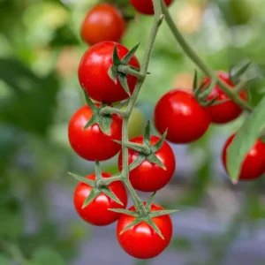 Аромаолія Tomato Vine Element (Томатна лоза) - моноаромат