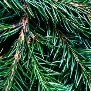 Аромаолія Fraser Fir (Ялиця Фрейзера)