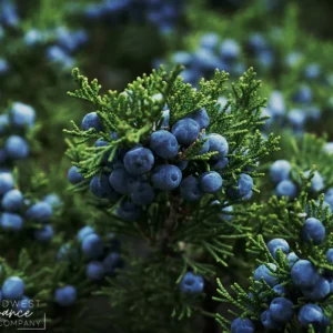 Аромаолія Juniperberry + Pine (Ялівець та сосна)