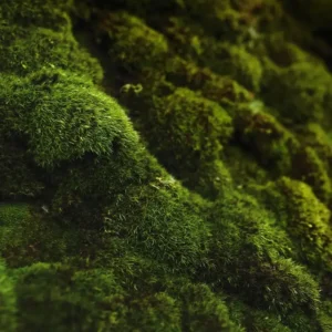 Аромаолія Oakmoss and Amber (Дубовий мох та амбра)
