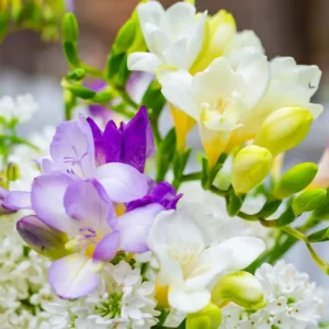 Аромаолія Freesia and Lilac (Фрезія та бузок)