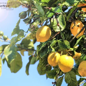 Аромаолія Lemon Unhinged (Терпкий лимон)