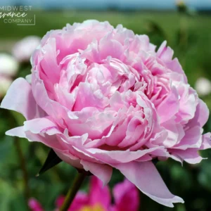 Аромаолія Midnight Peony (Опівнічна півонія)