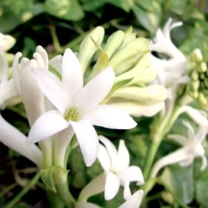 Аромаолія Gardenia Tuberose (Гарденія тубероза)